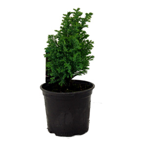 Unbranded Chamaecyparis Ellwoods Gold - Conifer