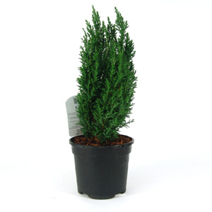 Unbranded Chamaecyparis lawsonia Ellwoods Pillar - Lawson