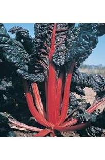 Unbranded Chard Rhubarb Vulcan x 125 seeds