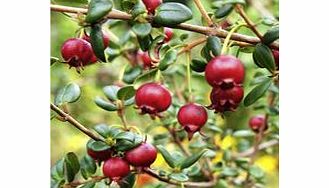 Unbranded Chilean Guava Plant - KA-POW