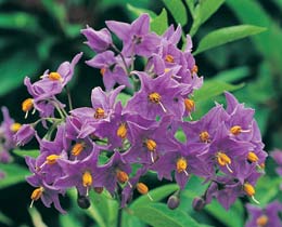 Chilean Potato Tree