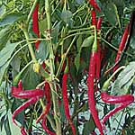 Unbranded Chilli Joe`s Long F1 Plants