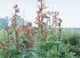 Chinese Rhubarb