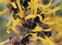 Chinese Witch Hazel