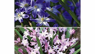 Unbranded Chionodoxa Bulbs - Twin Pack