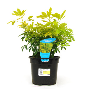 Unbranded Choisya ternata Sundance Mexican Orange Blossom