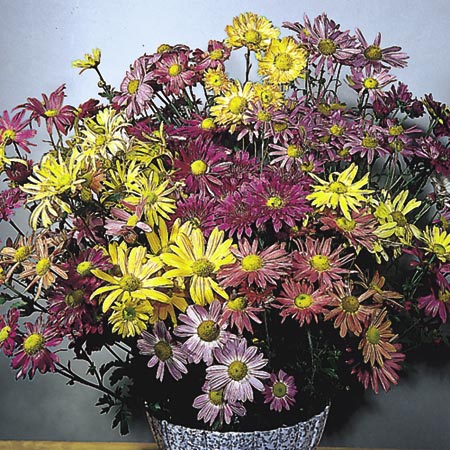 Unbranded Chrysanthemum Korean Hybrids Seeds Average Seeds