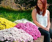 Unbranded Chrysanthemum Plant - Pink