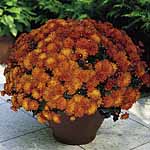 Unbranded Chrysanthemum Showmakers Plants