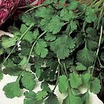 Unbranded Cilantro Seeds 436028.htm