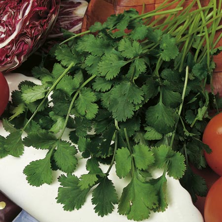 Unbranded Cilantro Seeds Average Seeds 180