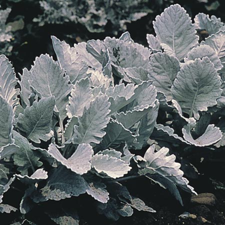 Unbranded Cineraria Maritima Cirrus Seeds (Foliage Plant)