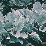 Unbranded Cineraria Maritima Cirrus Seeds