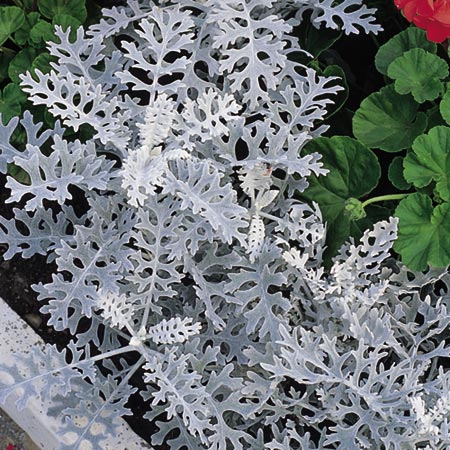 Unbranded Cineraria Maritima Dwarf Silver Seeds (Foliage