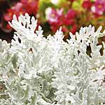 Unbranded Cineraria Maritima Silverdust Miniplants