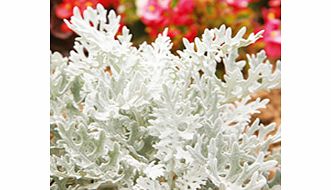 Unbranded Cineraria Plants - Silverdust