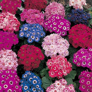 Unbranded Cineraria Spring Glory Seeds