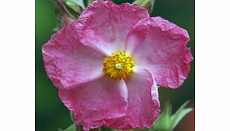 Unbranded Cistus x Argenteus Plant - Silver Pink