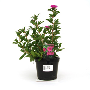 Unbranded Cistus x pulverulentus Sunset  Rock Rose