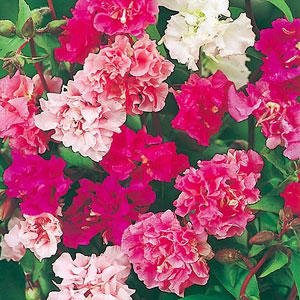 Unbranded Clarkia Elegans Pretty Polly Mix Seeds