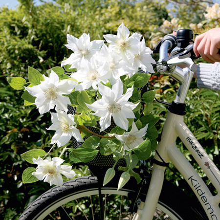 Unbranded Clematis Aneta (EVIPO 055) 1 Potted Plant