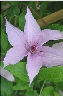 Unbranded Clematis Hagley Hybrid x 1 litre pot