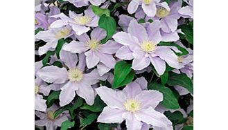 Unbranded Clematis Plant - Boulevard Esme