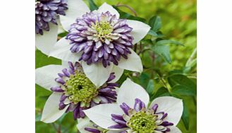 Unbranded Clematis Plant - Garland Viennetta