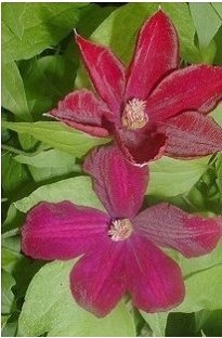 Unbranded Clematis Rouge Cardinal x 1 litre pot