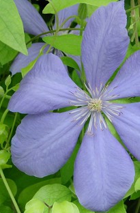 Unbranded Clematis The President x 5 plants