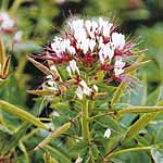 Unbranded Cleome Hairy Fairy Seeds