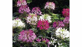 Unbranded Cleome Plants - Sparkler