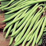 Unbranded Climbing French Bean Cobra Plants