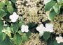 Climbing Hydrangea