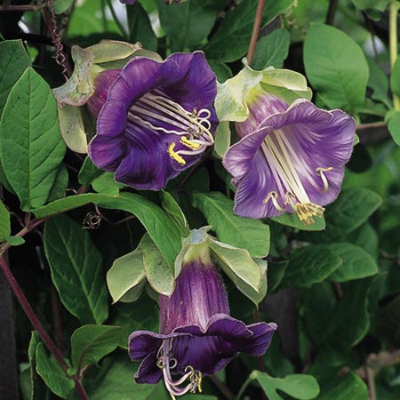 Unbranded Cobaea Scandens Seeds 13 Seeds