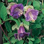 Unbranded Cobaea Scandens Seeds 410761.htm