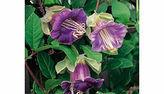 Unbranded Cobaea Scandens Seeds