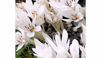 Unbranded Colchicum Bulbs - autumnale Album