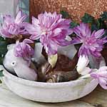 Unbranded Colchicum Waterlily