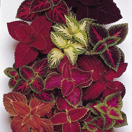 Unbranded Coleus Dobies Rainbow Strain Seeds Average Seeds