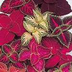 Unbranded Coleus Dobies Rainbow Strain Seeds