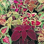 Unbranded Coleus Fairway Seeds