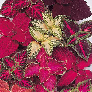 Unbranded Coleus Rainbow Mix Seeds