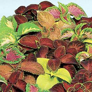 Unbranded Coleus Wizard Mixed Seeds