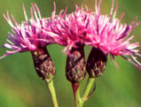 Common Knapweed