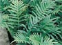 Common Polypody