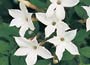 Common White Jasmine