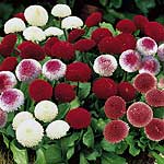 Complete Garden Bedding Plant Bumper Pack