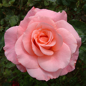 Unbranded Congratulations Hybrid Tea Rose (pre-order now)