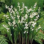 Unbranded Convallaria Majalis Plants 405061.htm